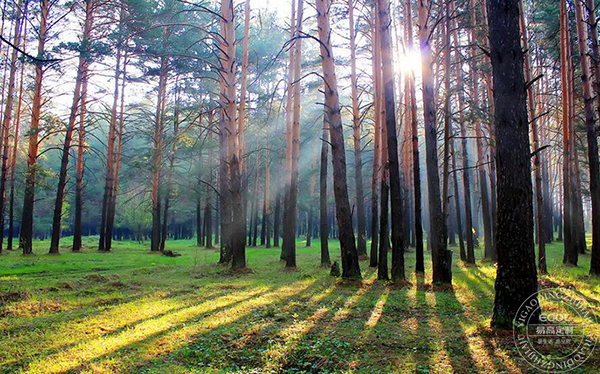  板材種類有哪些？如何判斷板材好壞？